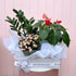 Plant hamper featuring three indoor plants gift wrapped with white packaging. Bloom and Rocket Florist Brisbane.