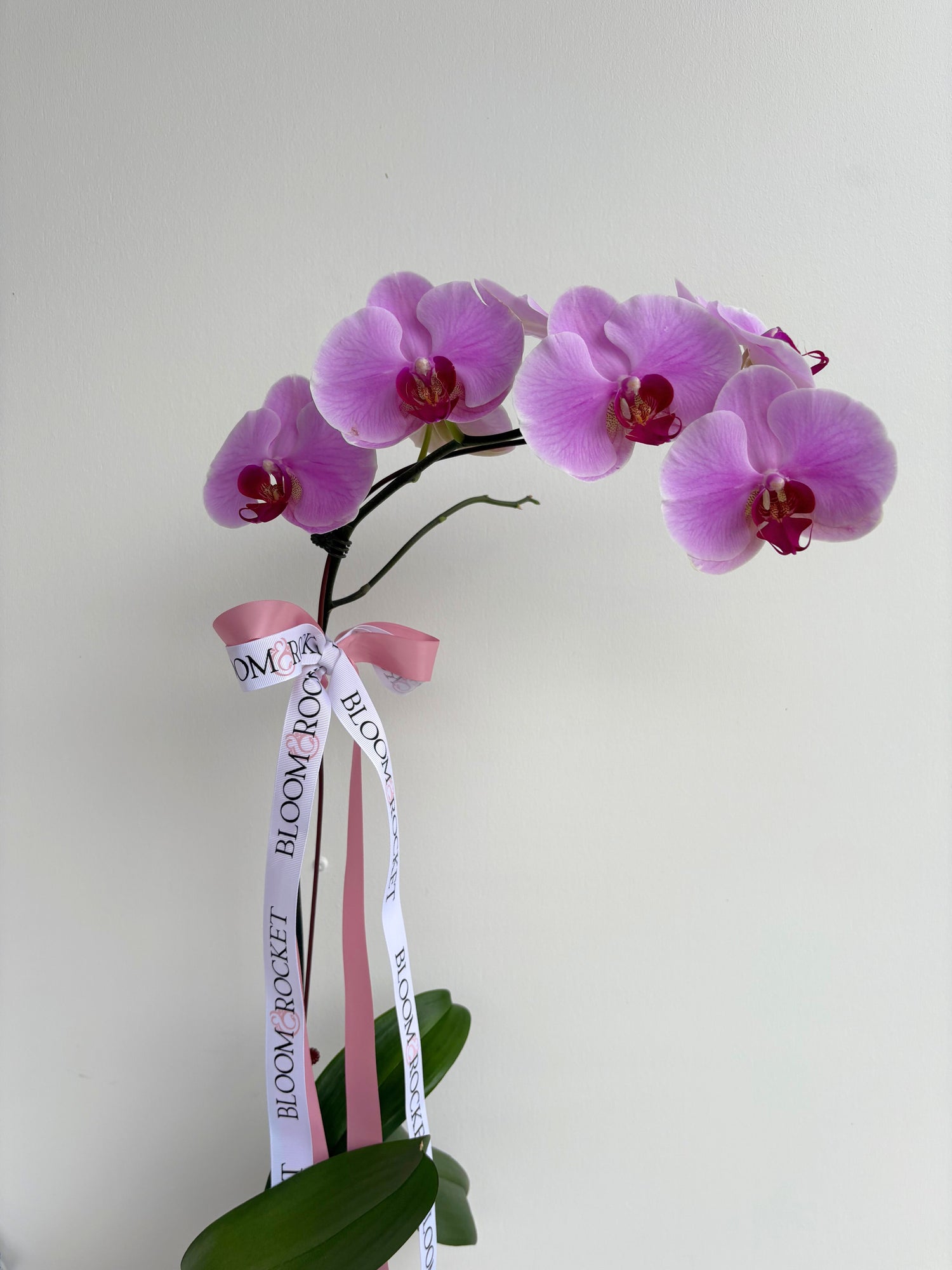 Orchid plant in ceramic pot. Bloom and Rocket Florist. Brisbane Flower delivery.