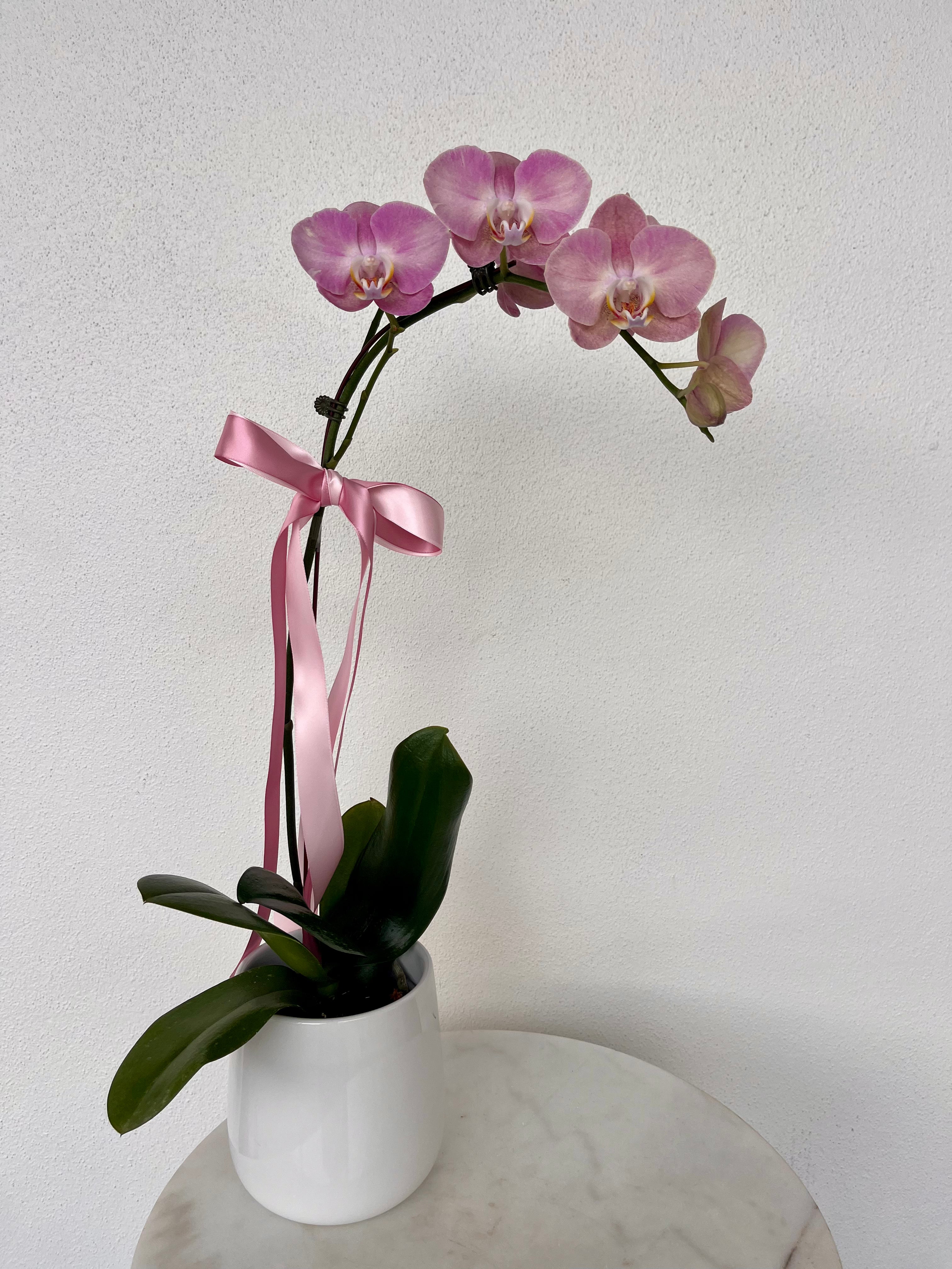 Pink orchid plant in a white vase with a pink ribbon. Brisbane Flower and Plant delivery. Bloom and Rocket Florist. Mother&