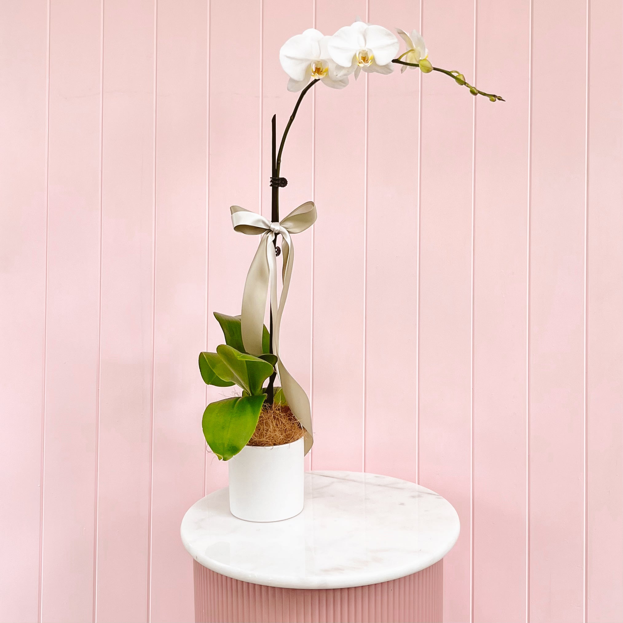 An orchid plant with a white flower, green leaves. White ceramic pot. Plant delivery Brisbane. Same day delivery Available.
