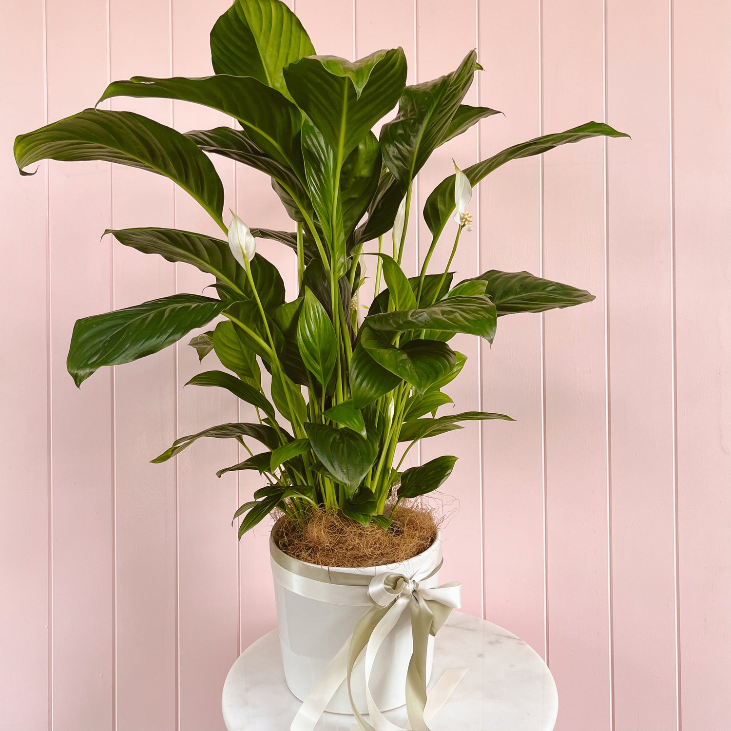 A potted Peace Lily plant with large green leaves. Brisbane plant delivery. Brisbane Florist. Bloom and Rocket Florist.