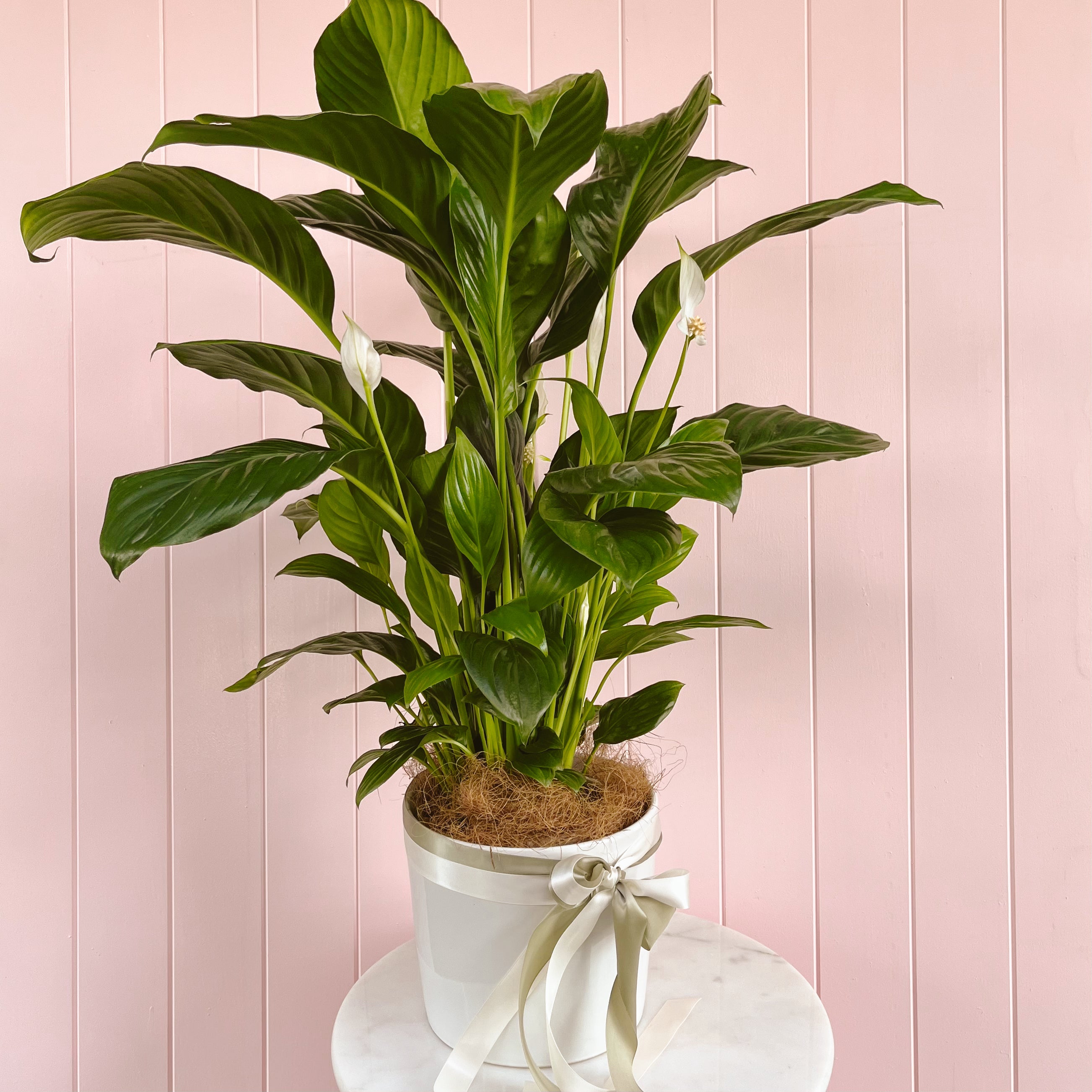 A potted Peace Lily plant with large green leaves. Brisbane plant delivery. Brisbane Florist. Bloom and Rocket Florist.