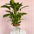 A potted Peace Lily plant with large green leaves. Brisbane plant delivery. Brisbane Florist. Bloom and Rocket Florist.