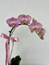 Pink orchid plant with a pink ribbon. Bloom and Rocket Florist, Brisbane. Brisbane Flower Delivery. Mother&