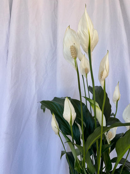 Christmas Peace Lily