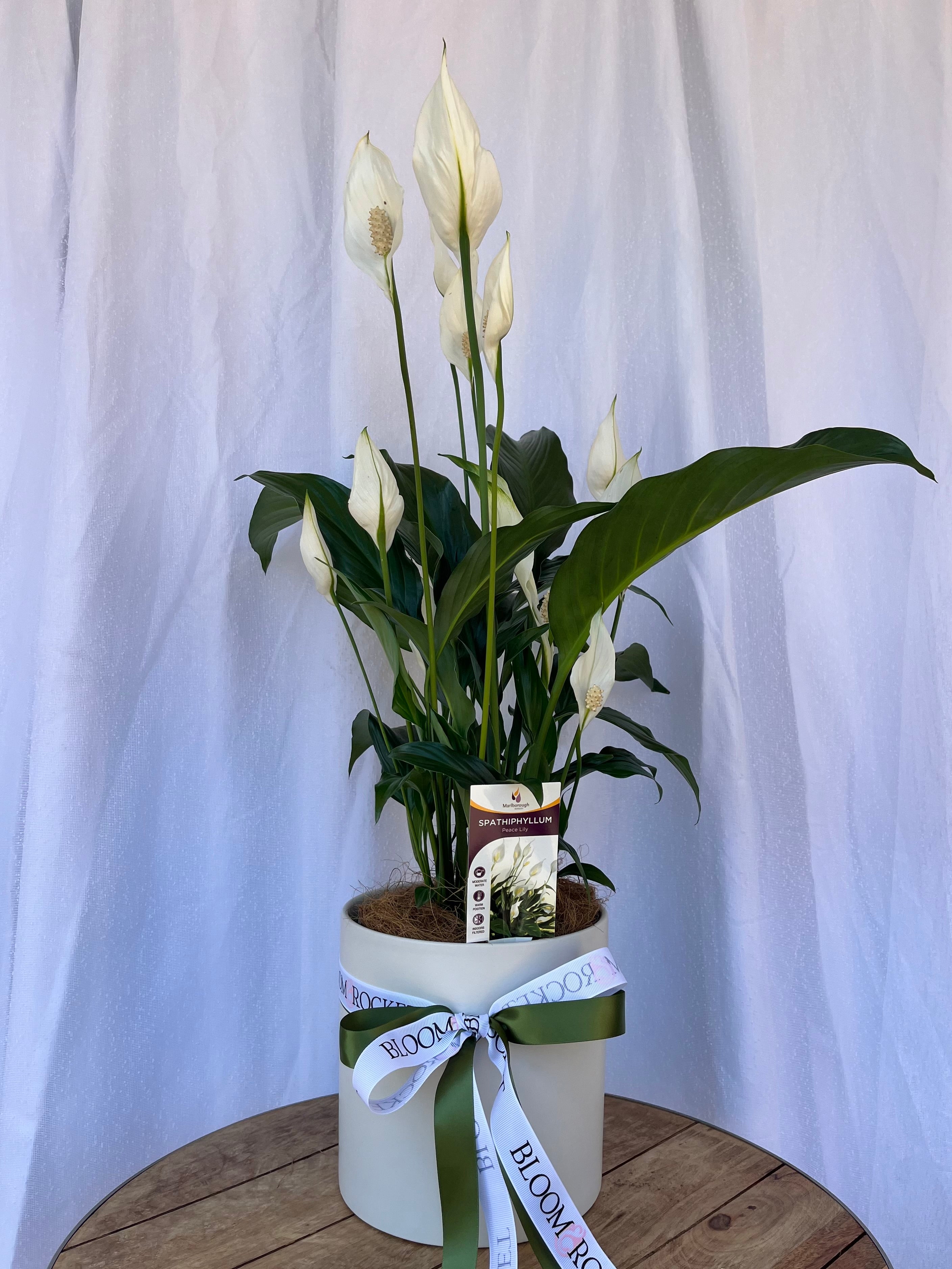 Christmas Peace Lily