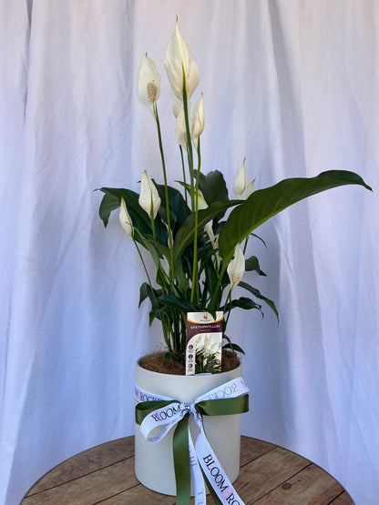 Christmas Peace Lily