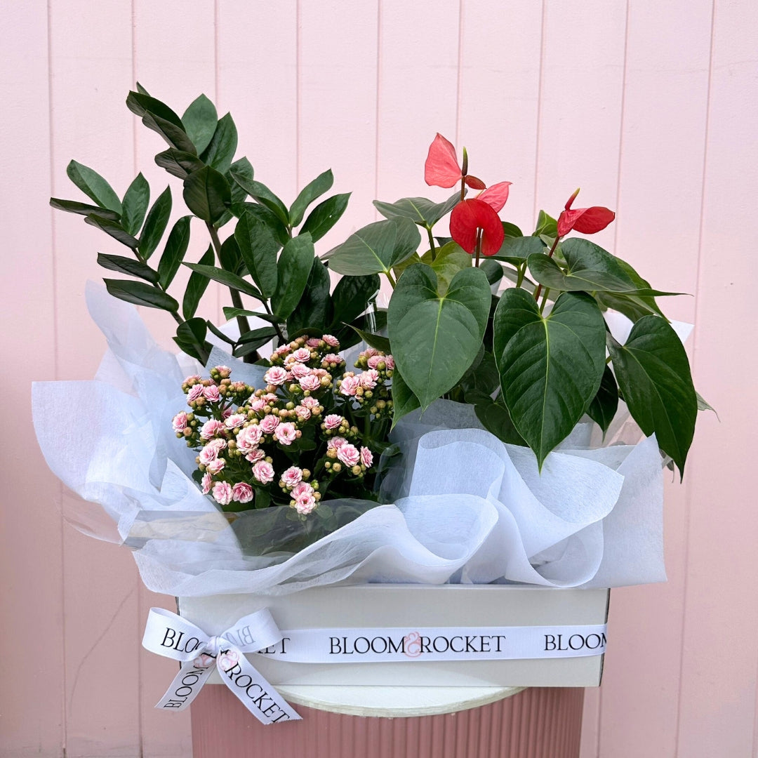 Plant hamper featuring three indoor plants gift wrapped with white packaging. Bloom and Rocket Florist Brisbane.
