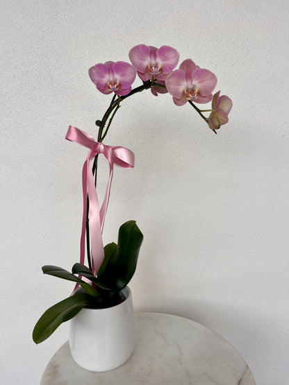 Pink orchid plant in a white vase with a pink ribbon. Brisbane Flower and Plant delivery. Bloom and Rocket Florist. Mother&
