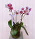 A potted Phalaenopsis orchid with white and pink flowers, tied with a ribbon. Bloom and rocket florist Brisbane flower delivery.