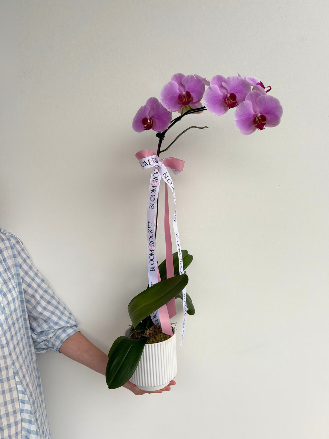 A pink orchid plant in a decorative ceramic pot with a signature ribbon. Bloom and Rocket Florist. Brisbane Flower Delivery.